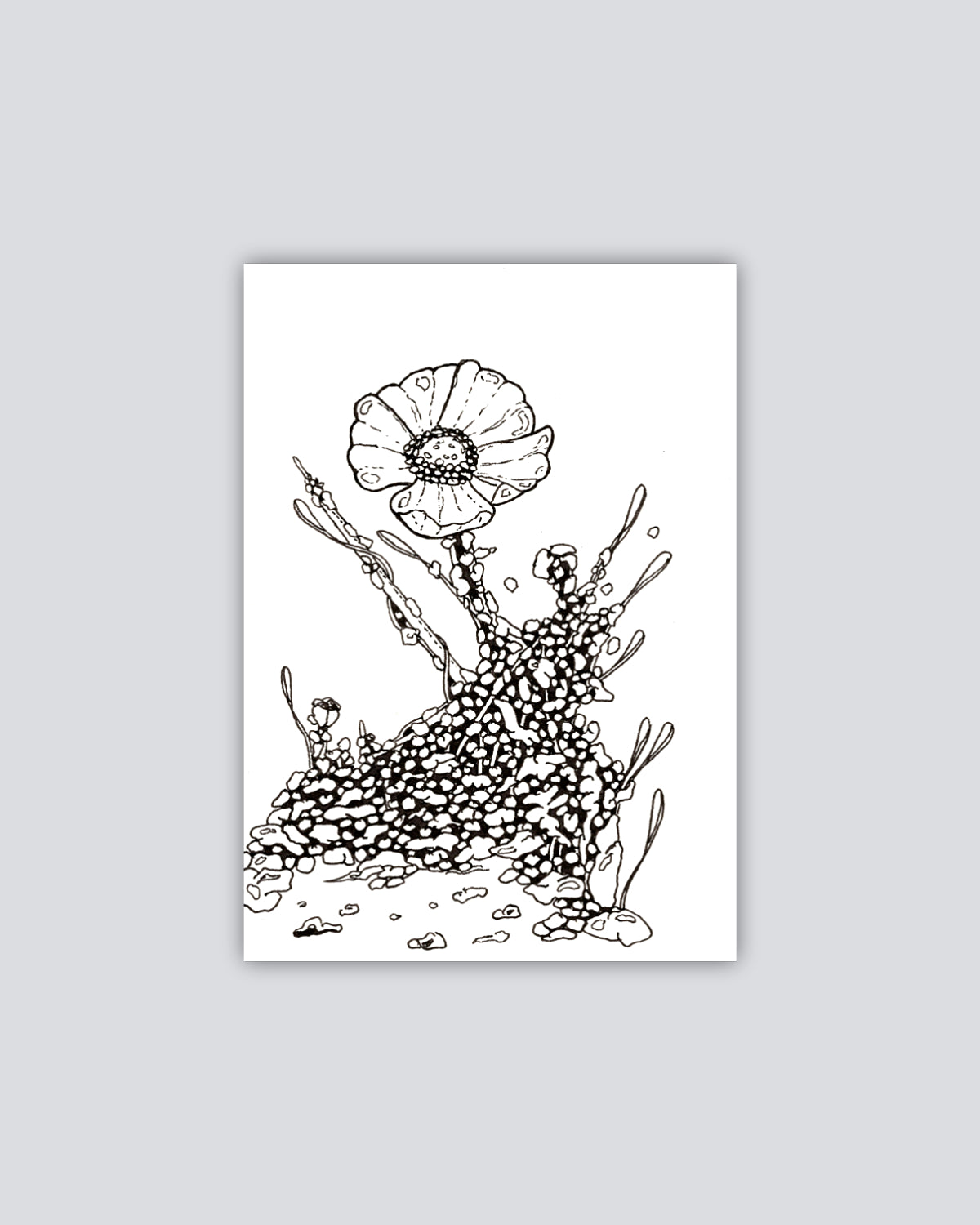Bioform Z2F - Print