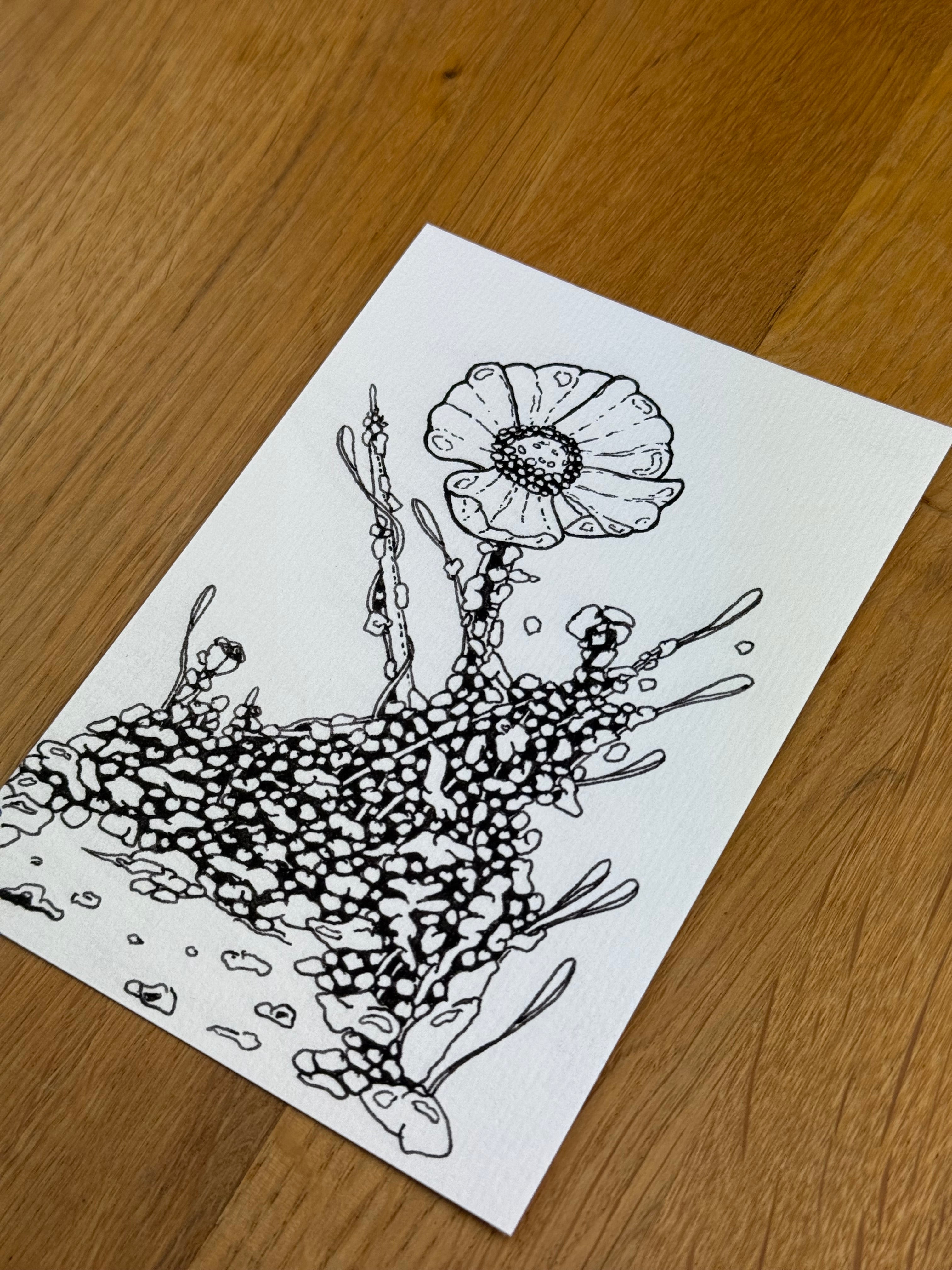 Bioform Z2F - Print