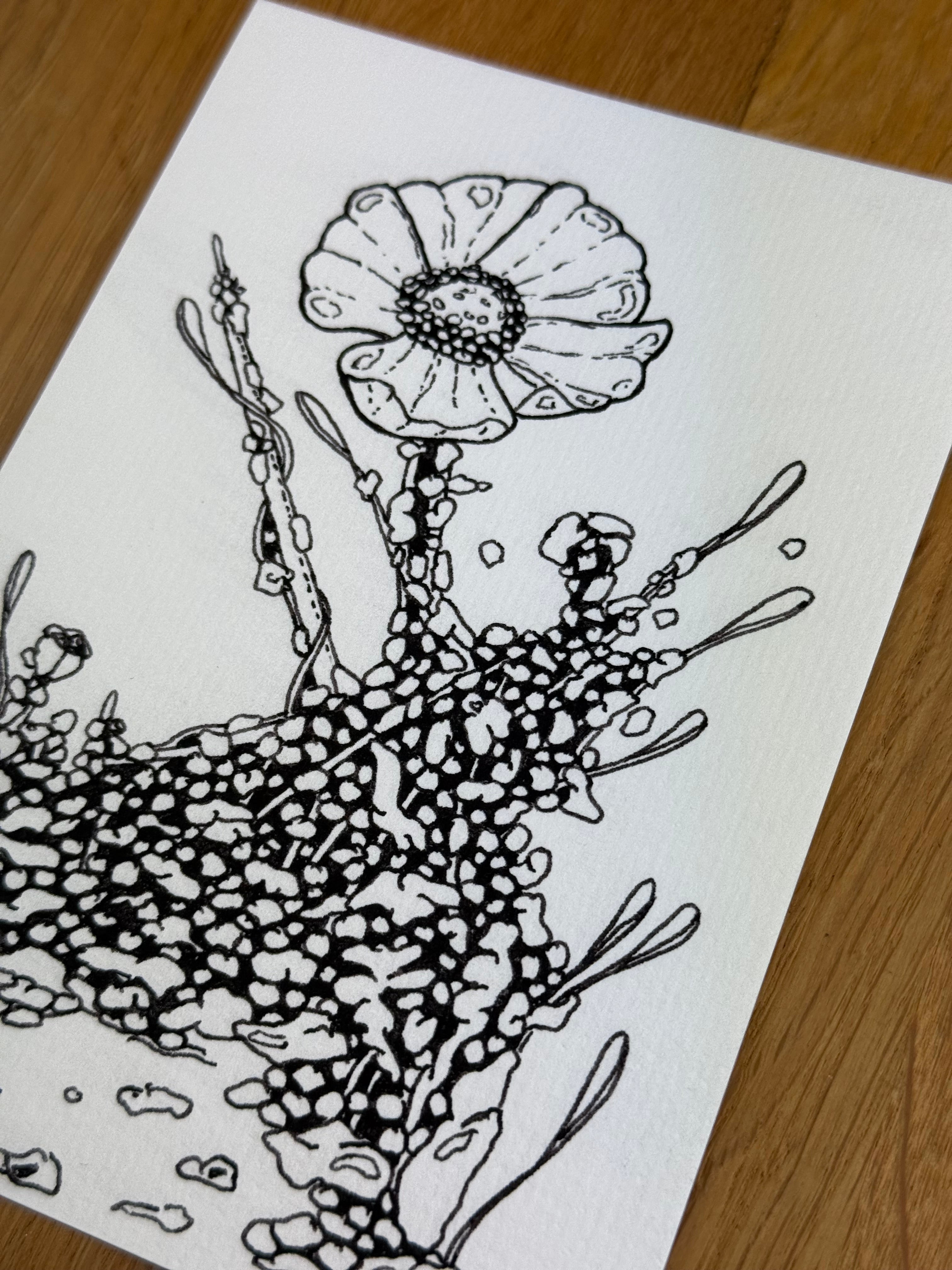 Bioform Z2F - Print